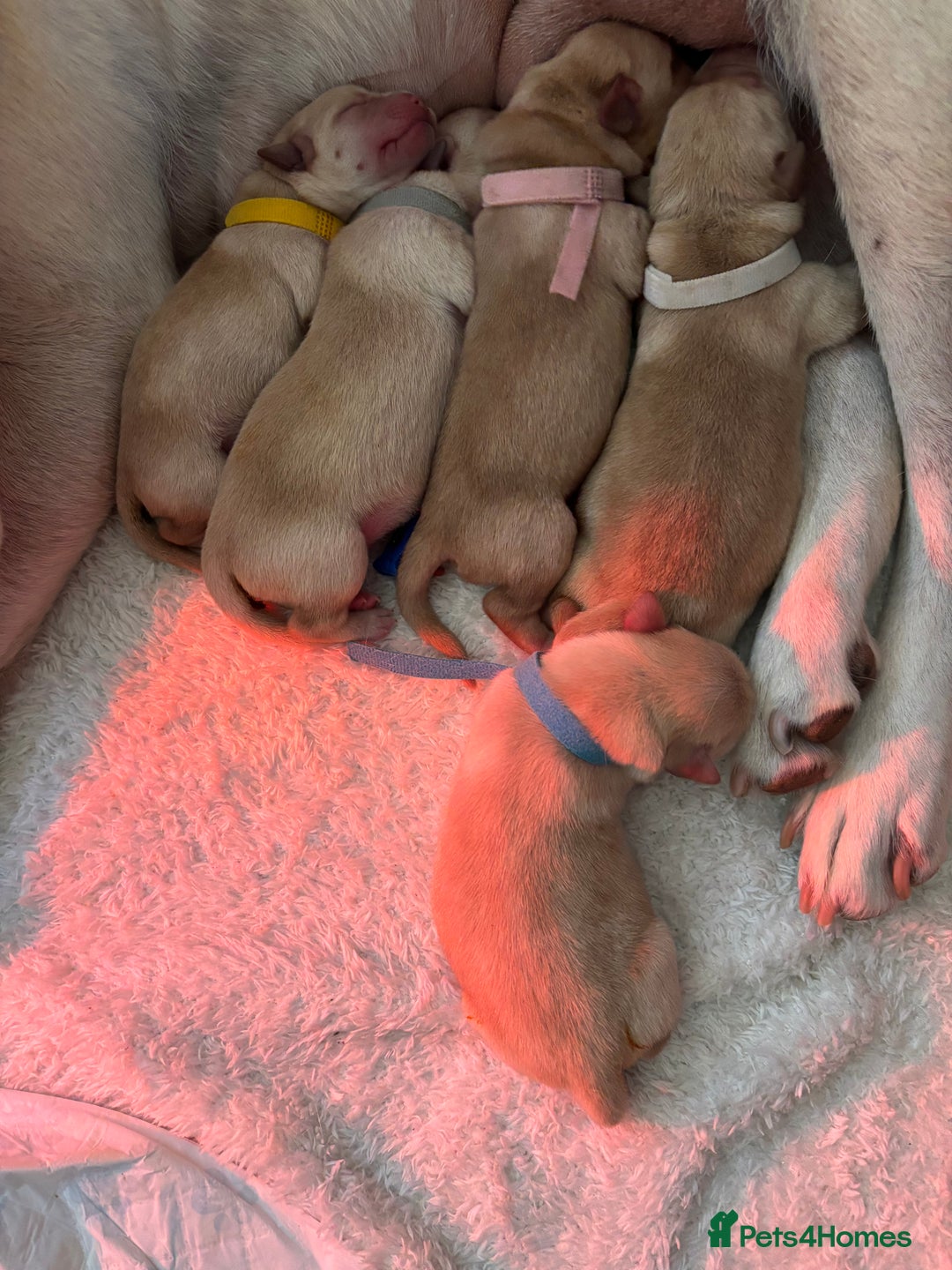 Labrador Retriever dogs for sale: Extensively health tested Labrador puppies - Image 10