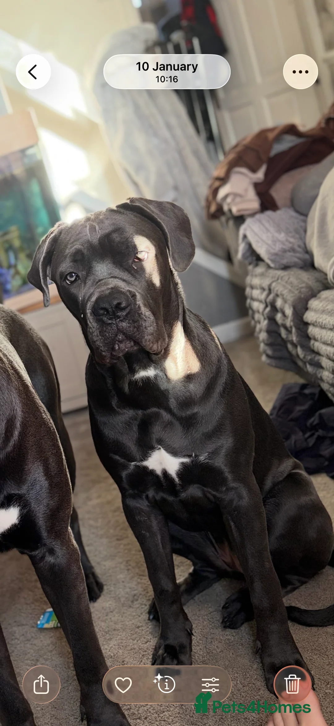 Cane Corso dogs for sale: Cane corso full breed  - Advert 2