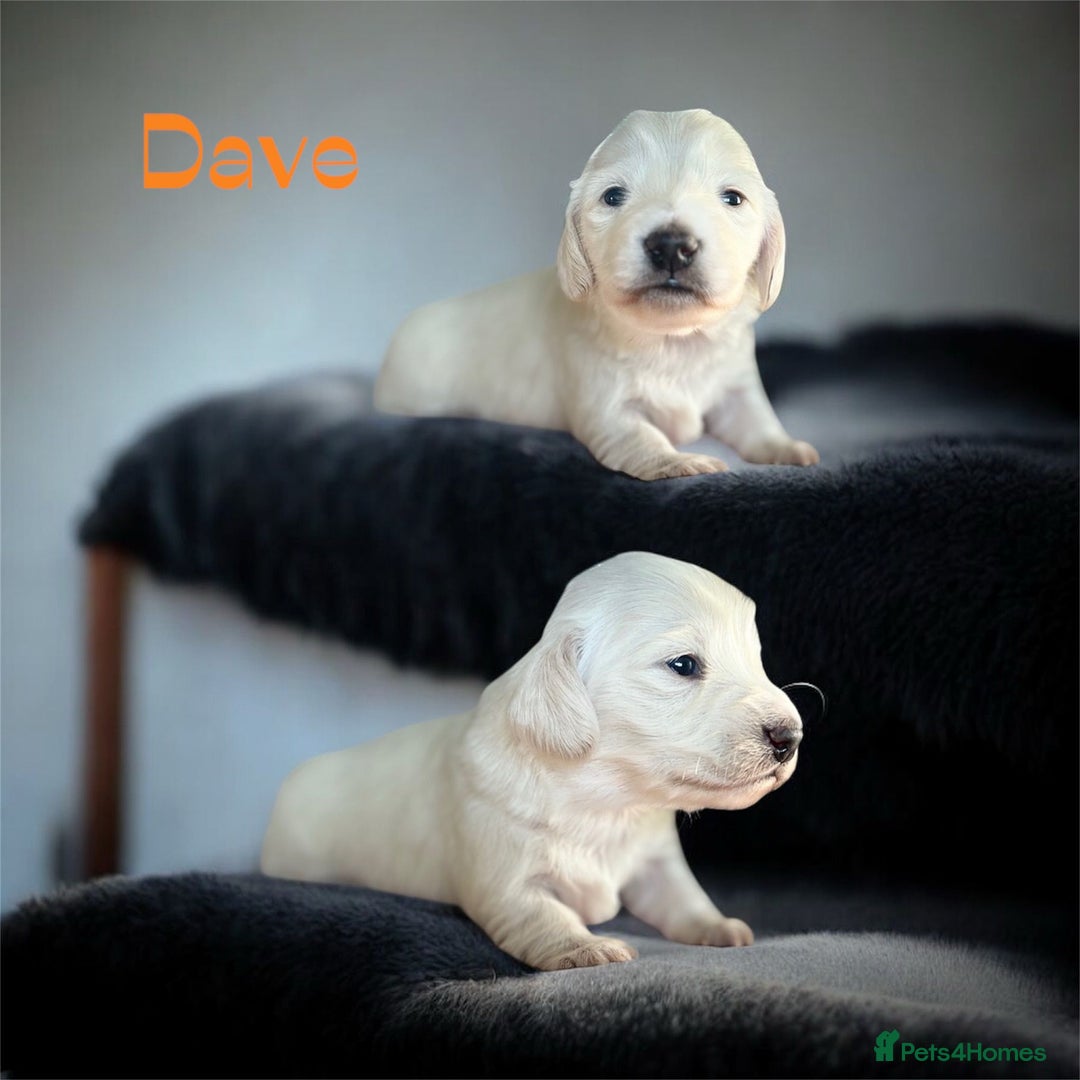 Miniature Dachshund dogs for sale: KC Registered Cream Long Hair Miniature Dachshunds - Advert 31