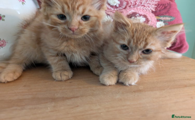Mixed Breed cats - Advert 8