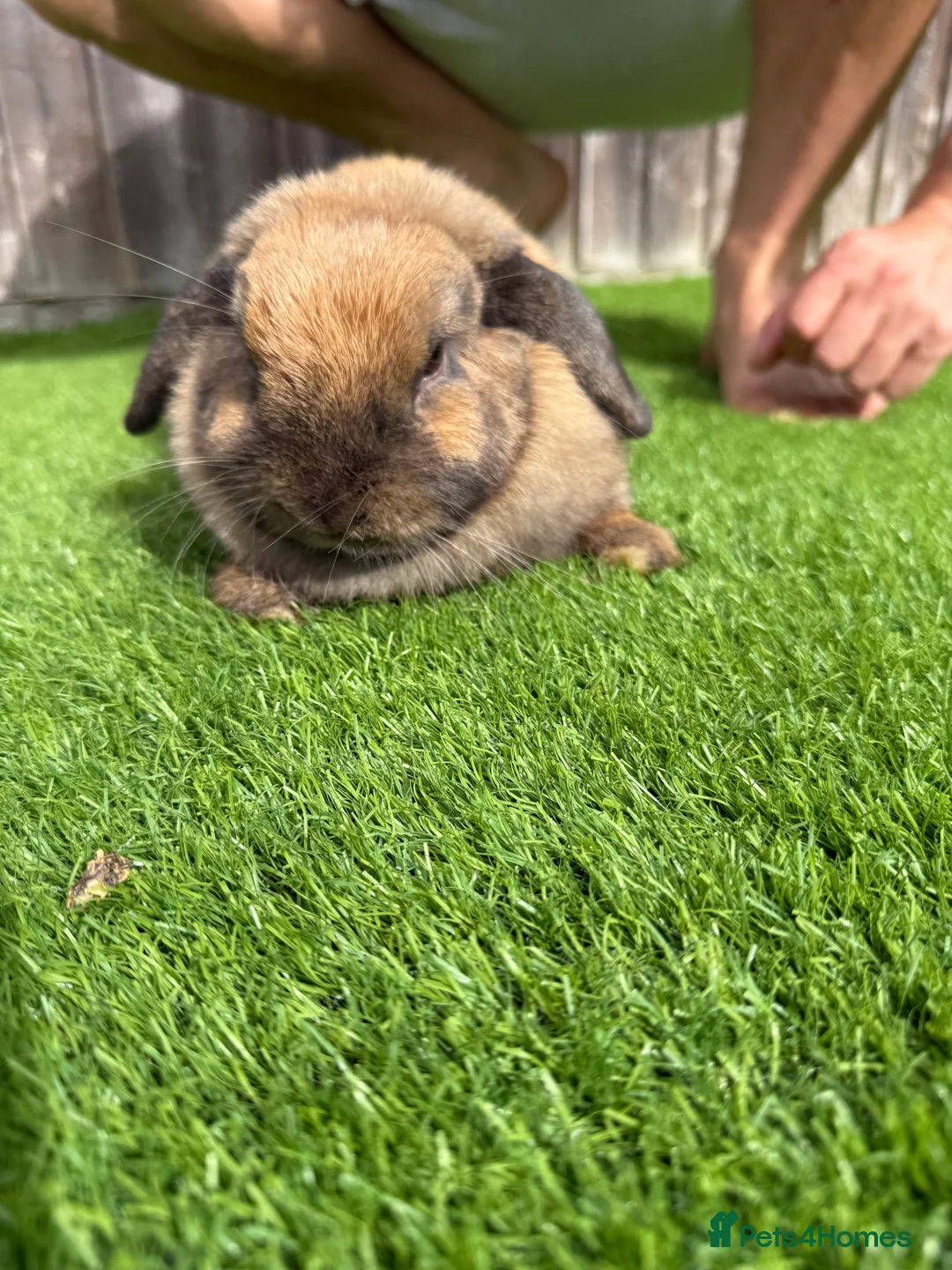 Mini Lion Lop rabbits for sale: Mini Lop Rabbit Looking for a Loving Home - Advert 3