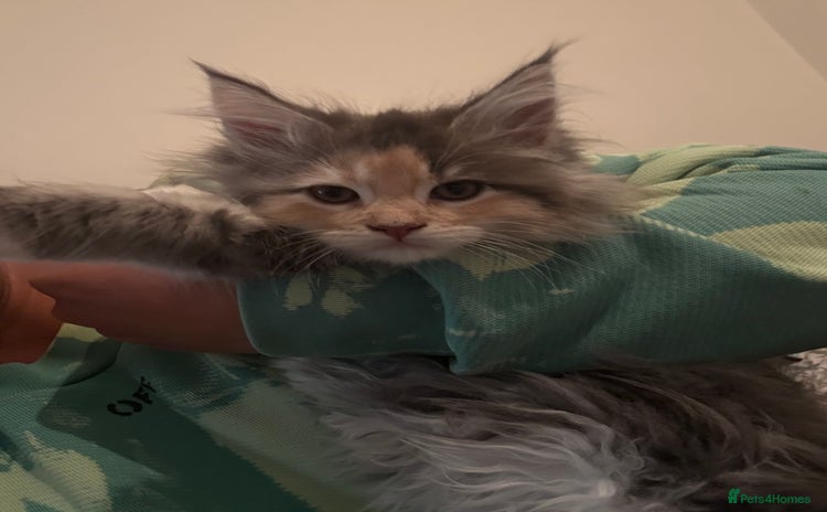 Maine Coon cats - Advert 3