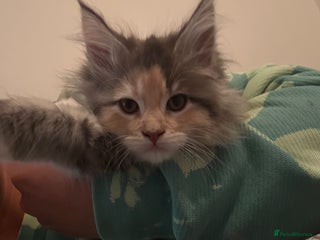 Maine Coon cats - Advert 3