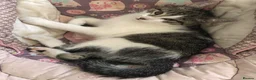 Mixed Breed cats for sale: Kittens for sale  - Advert 7