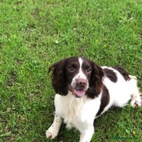 English Springer Spaniel dogs for stud: 🌟🌟Health Tested L&W Springer Stud🌟🌟 in Malmesbury - Advert 6