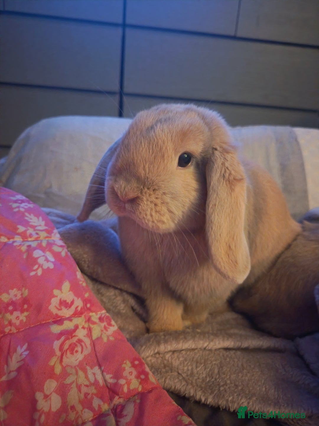 Mini Lop rabbits for sale: I have 3 girls sisters 6 months  - Advert 2