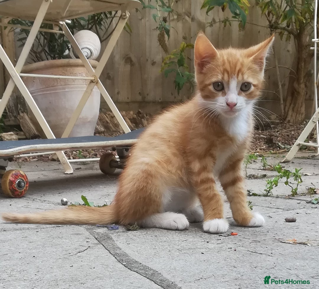 Mixed Breed cats for sale: CLEVER, PRETTY KITTENS READY FOR THEIR NEW HOMES - Image 5
