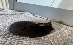 British Shorthair cats for sale: Boy cat - Image 6