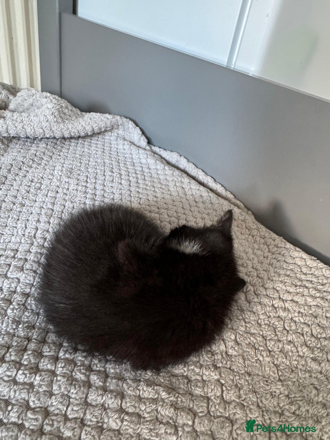 British Shorthair cats for sale: Boy cat - Image 6
