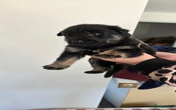 Mixed Breed dogs for sale: Rottweiler × german shepherd puppies - Image 6