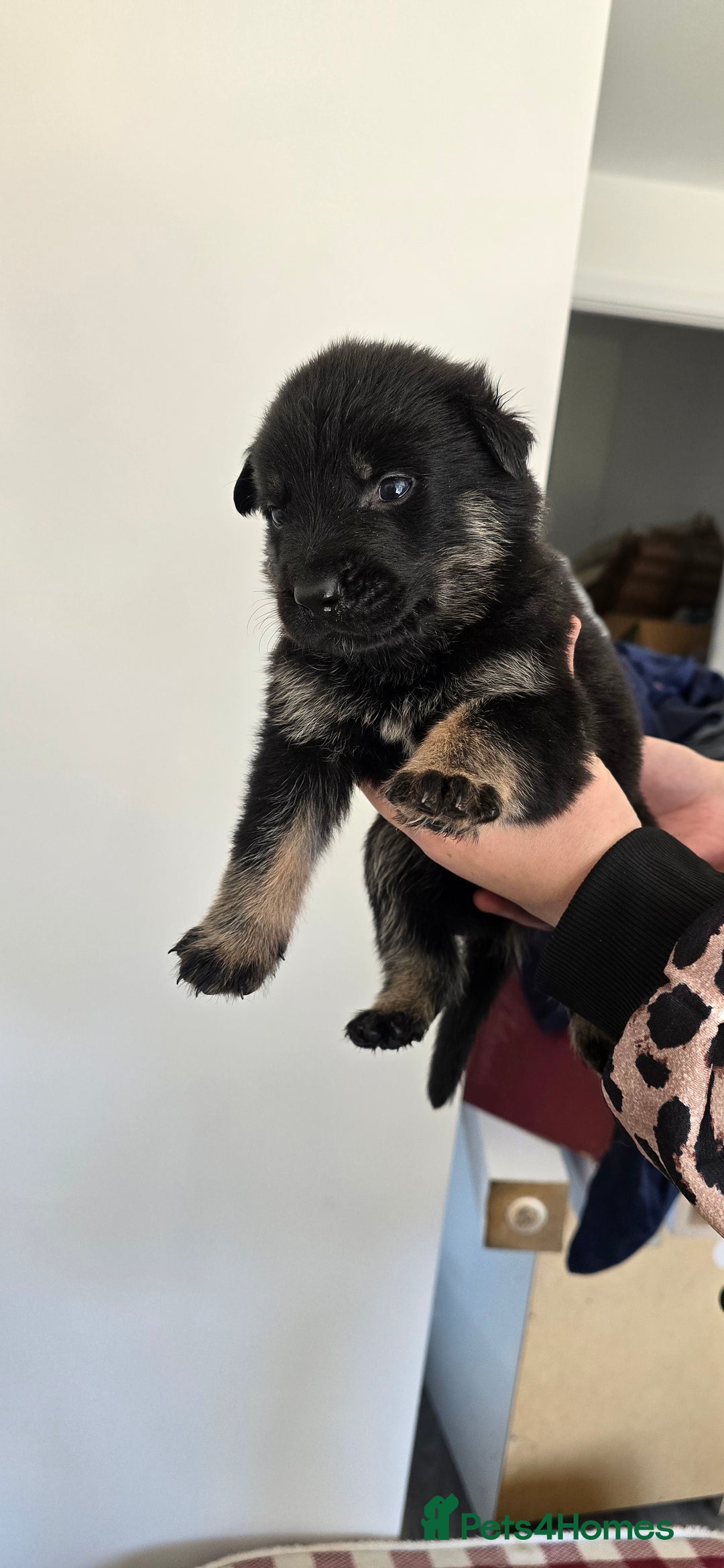 Mixed Breed dogs for sale: Rottweiler × german shepherd puppies - Image 6
