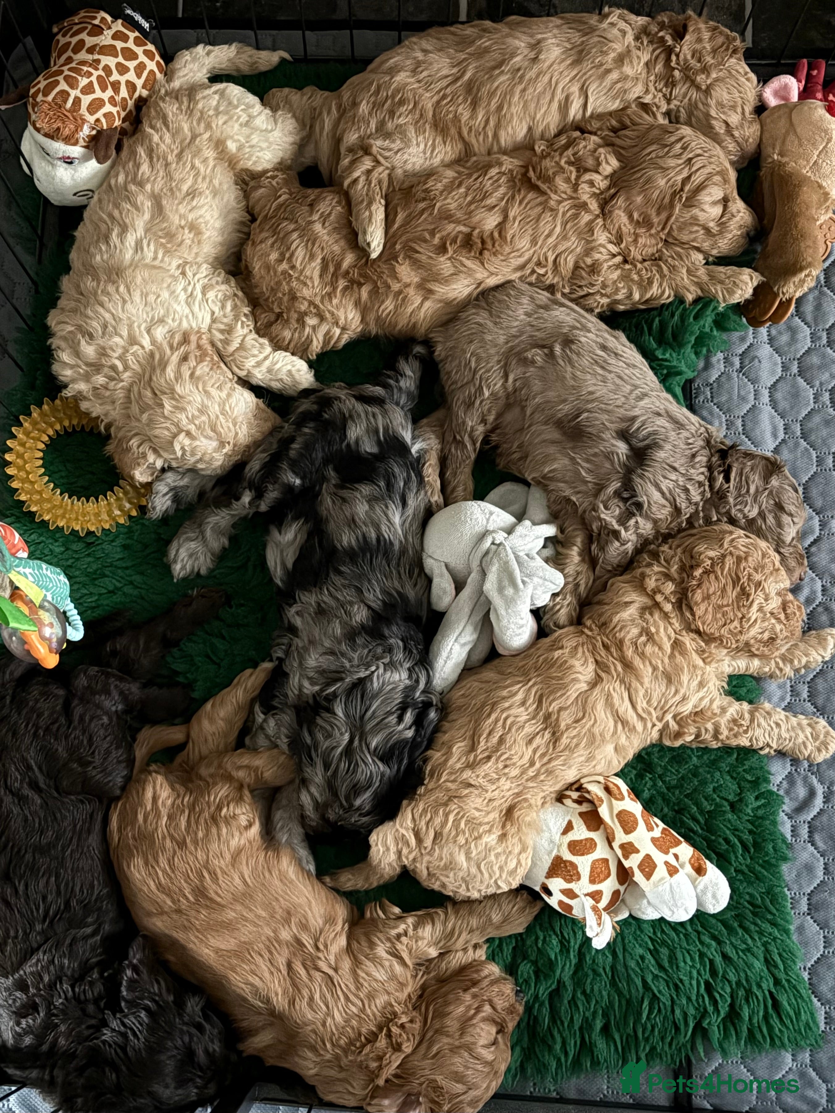 Cockapoo dogs Adorable Cockapoo Puppies - Advert 13