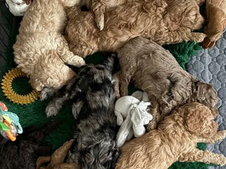 Cockapoo dogs Adorable Cockapoo Puppies - Advert 2