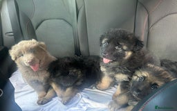 German Shepherd dogs for sale: KC REG GSD PUPPIES FULLY SCORED AND TESTED PARENTS - Image 6