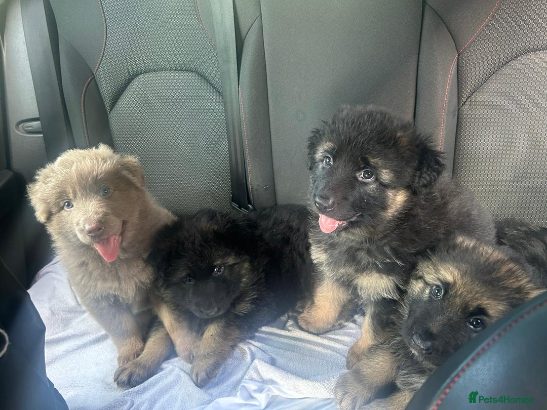 German Shepherd dogs for sale: KC REG GSD PUPPIES FULLY SCORED AND TESTED PARENTS - Image 6