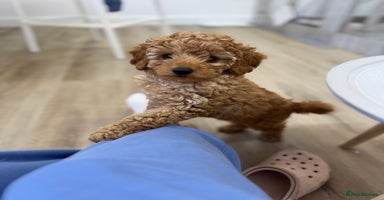 Toy Poodle dogs - Advert 6
