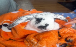 French Lop rabbits for sale: Rabbit and - Image 3