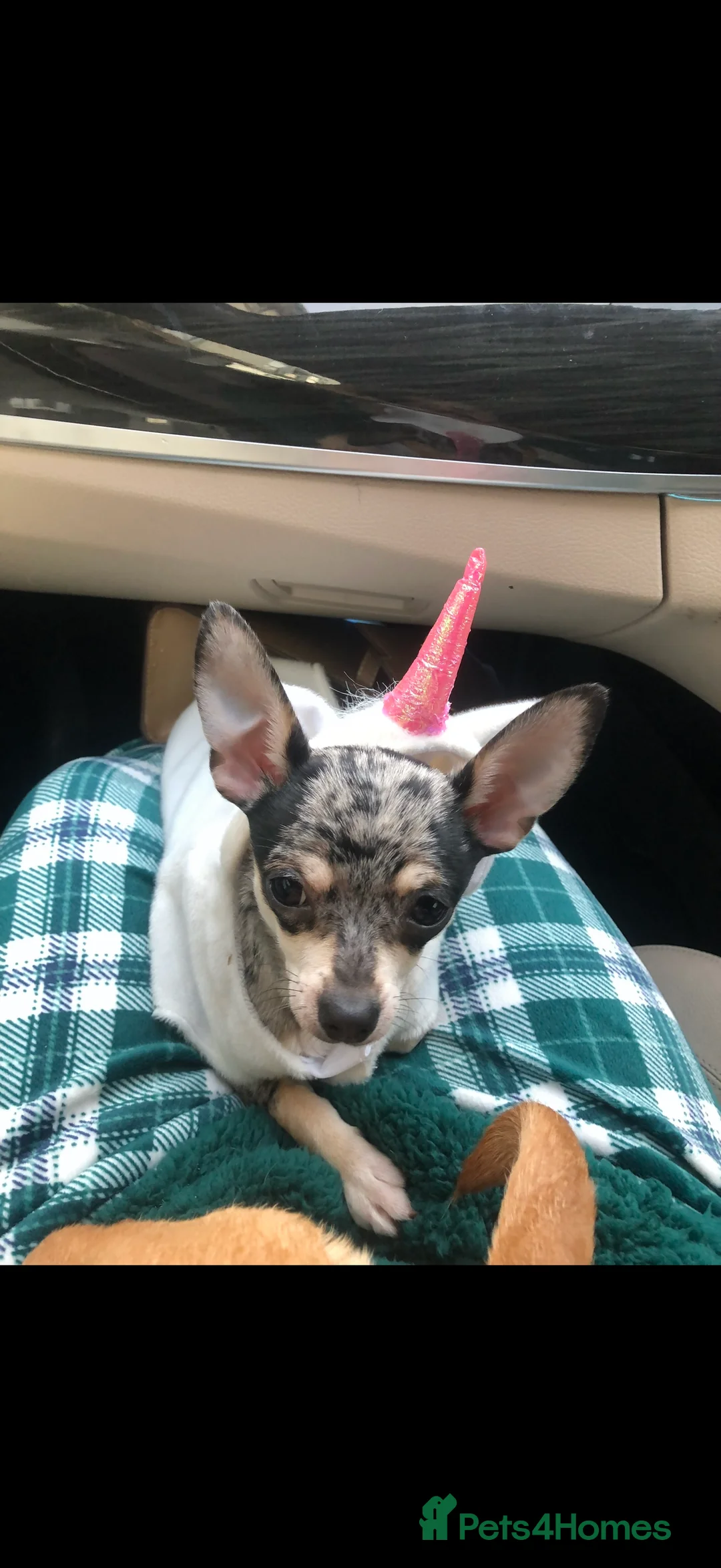 Chihuahua dogs for sale: Mum and daughter chihuahua must go together  - Advert 6