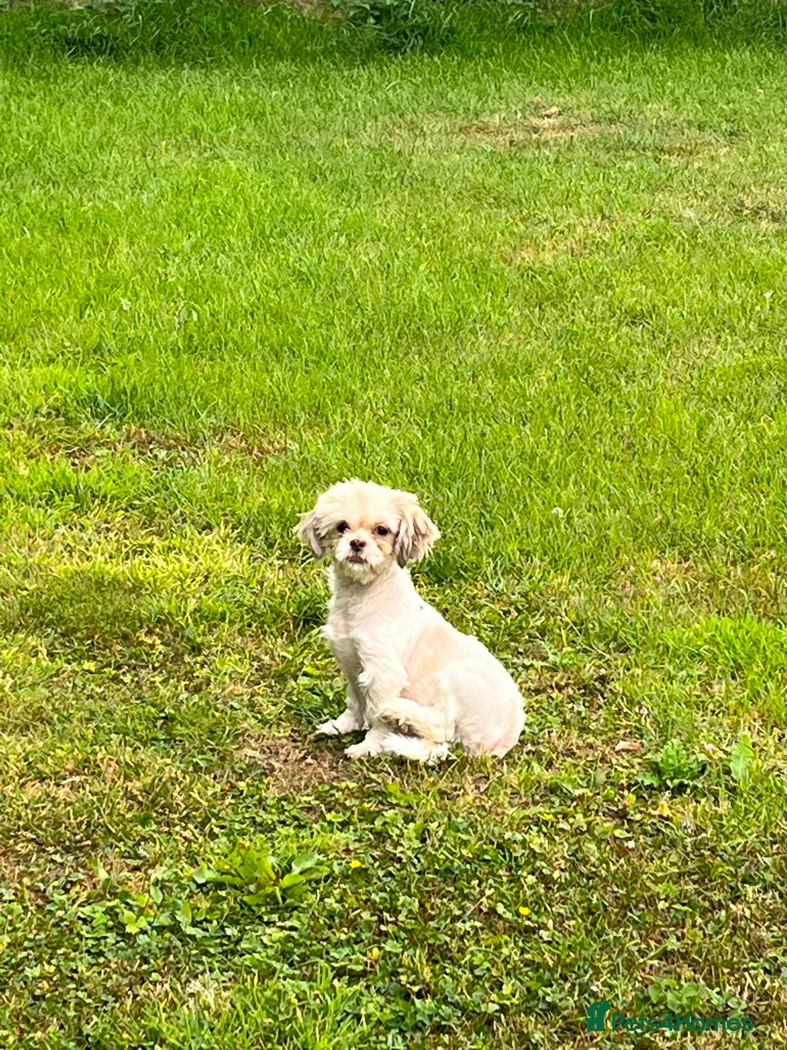 Mixed Breed dogs Beautiful Jack Tzu Puppies – 2 Girls, 1 Boy - Advert 4