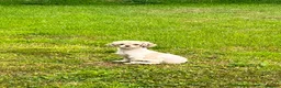 Mixed Breed dogs for sale: Beautiful Jack Tzu Puppies – 2 Girls, 1 Boy - Advert 1