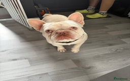 French Bulldog dogs for stud: KCR French bulldog for stud - Image 4