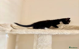Domestic Shorthair cats for sale: Gorgeous Fluffy Kittens, ready now! - Image 16