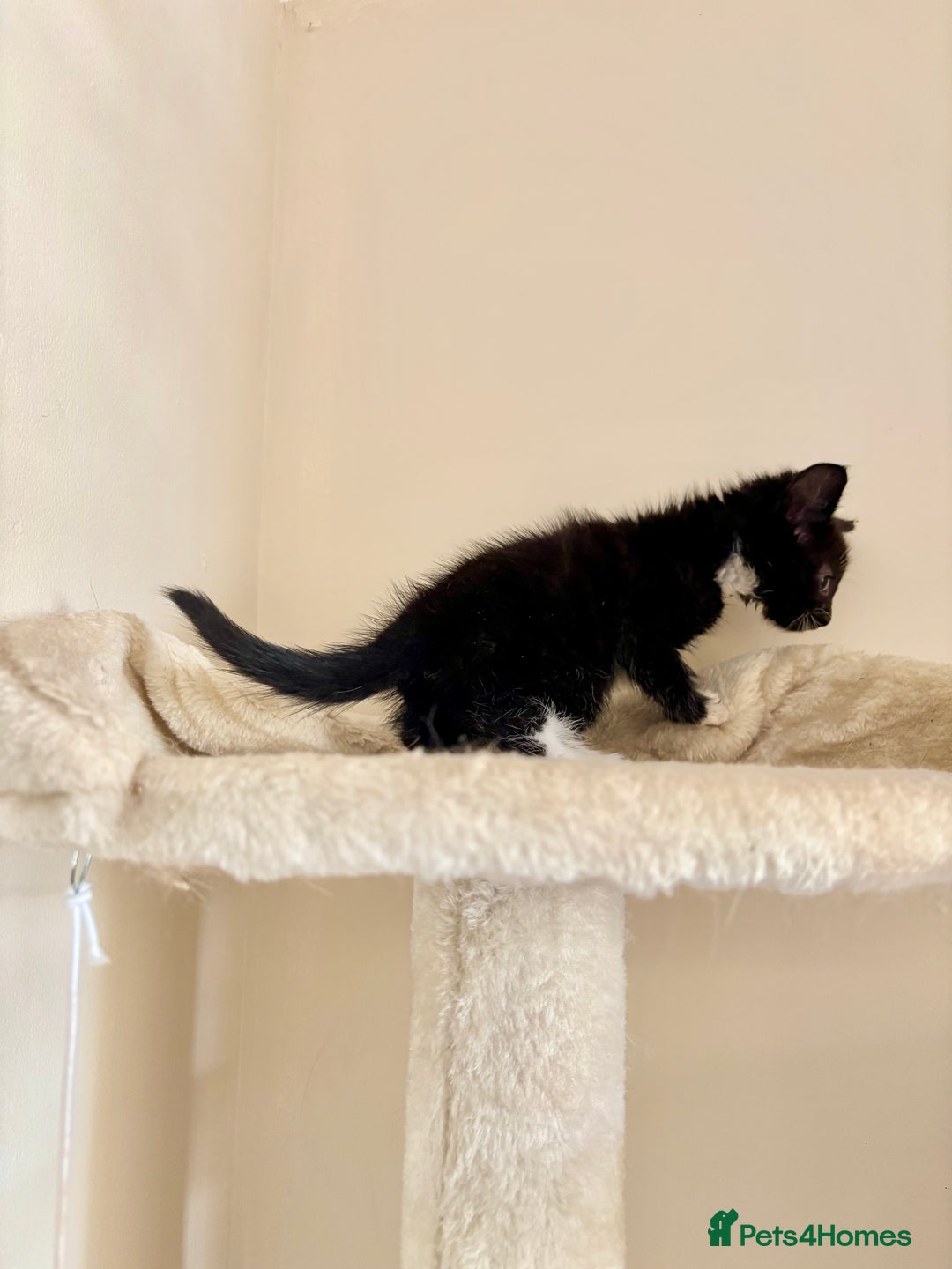 Domestic Shorthair cats for sale: Gorgeous Fluffy Kittens, ready now! - Image 16