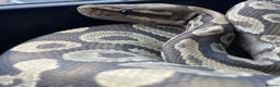 Python Snake reptiles for sale: Royal pythons looking for new homes  - Advert 10