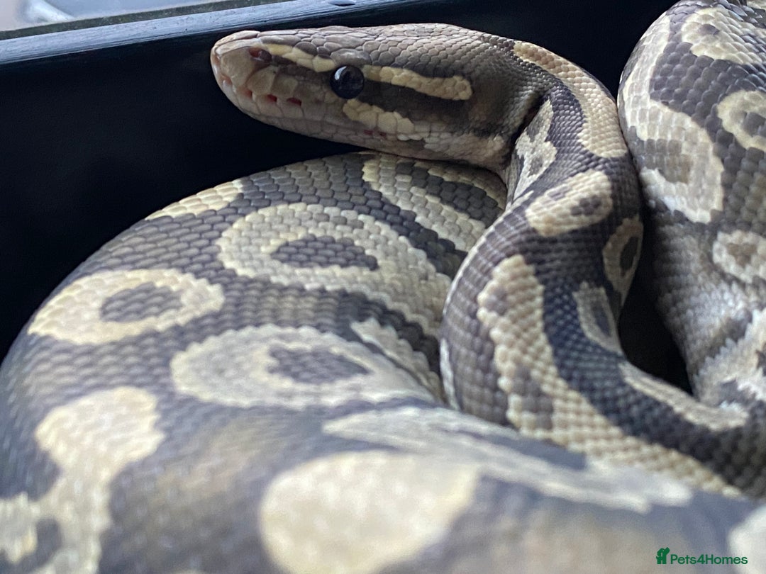 Python Snake reptiles for sale: Royal pythons looking for new homes  - Advert 10