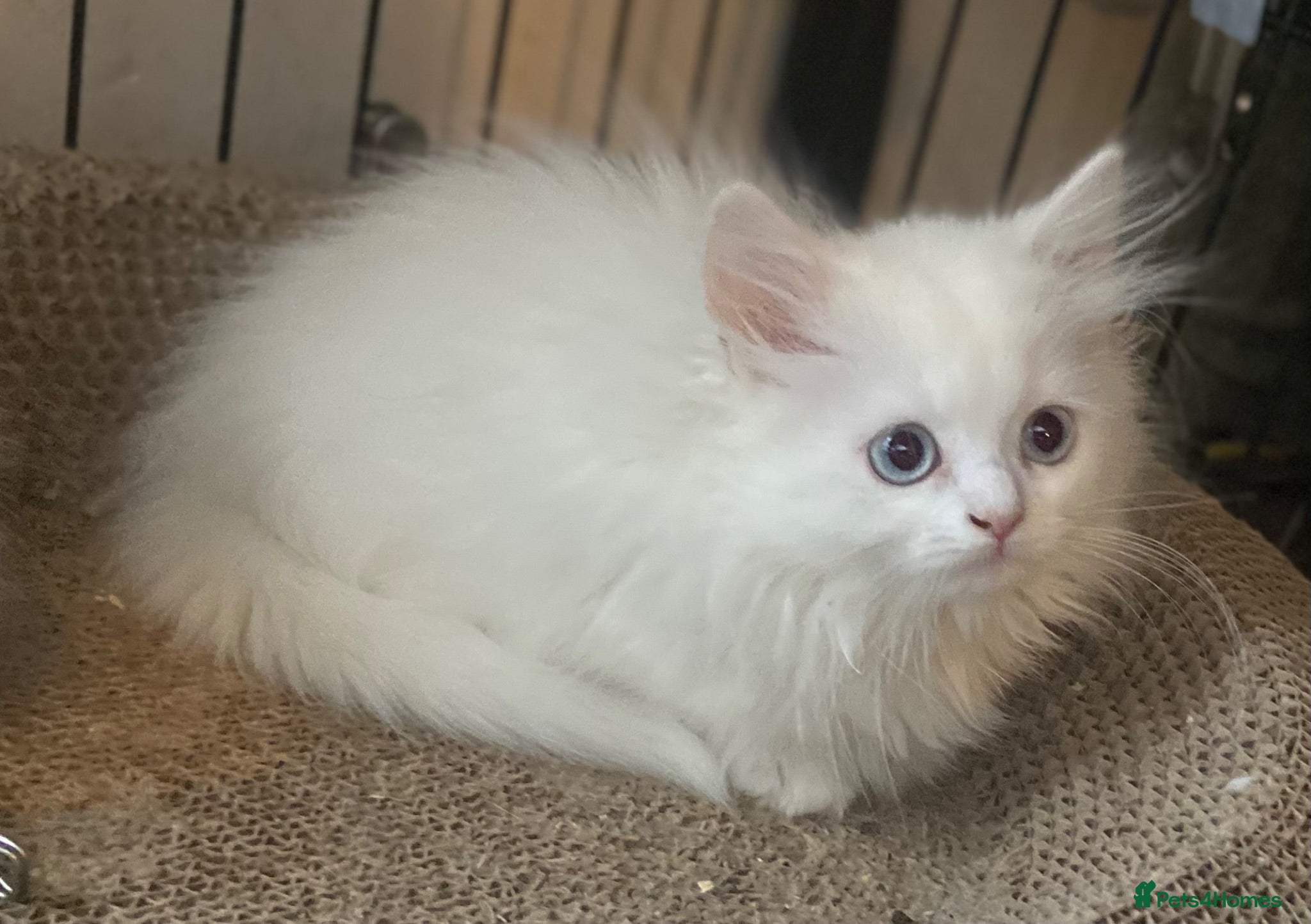Munchkin cats ✨ Adorable TICA Registered Munchkin Kittens ✨ - Advert 1