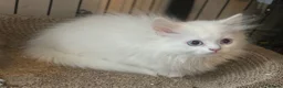 Munchkin cats for sale: ✨ Adorable TICA Registered Munchkin Kittens ✨ - Advert 3