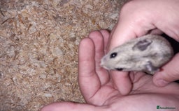 Hamster rodents for sale: Baby Chinese hamsters ready now  - Image 9