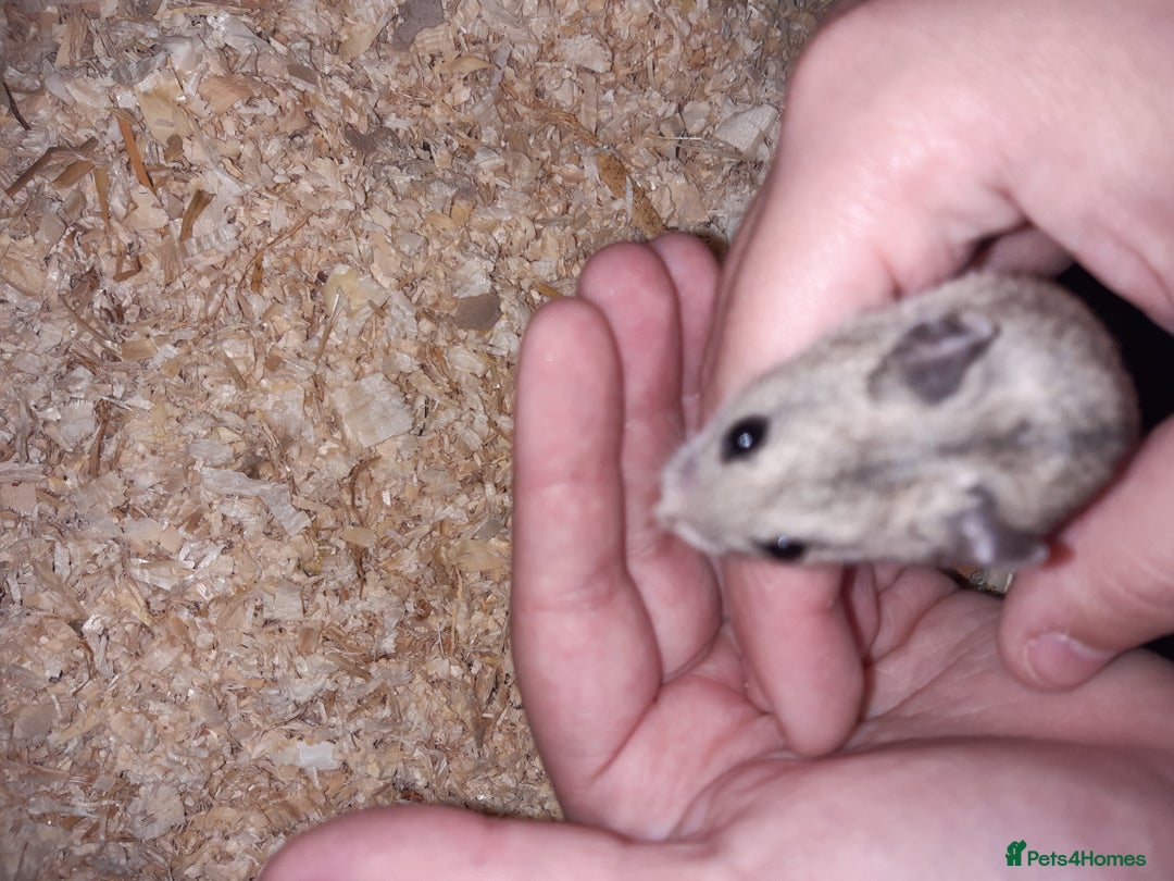 Hamster rodents for sale: Baby Chinese hamsters ready now  - Image 9