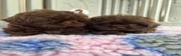 Shih Tzu dogs for sale: 💕Stunning Chocolate Shih Tzu💕 - Advert 8