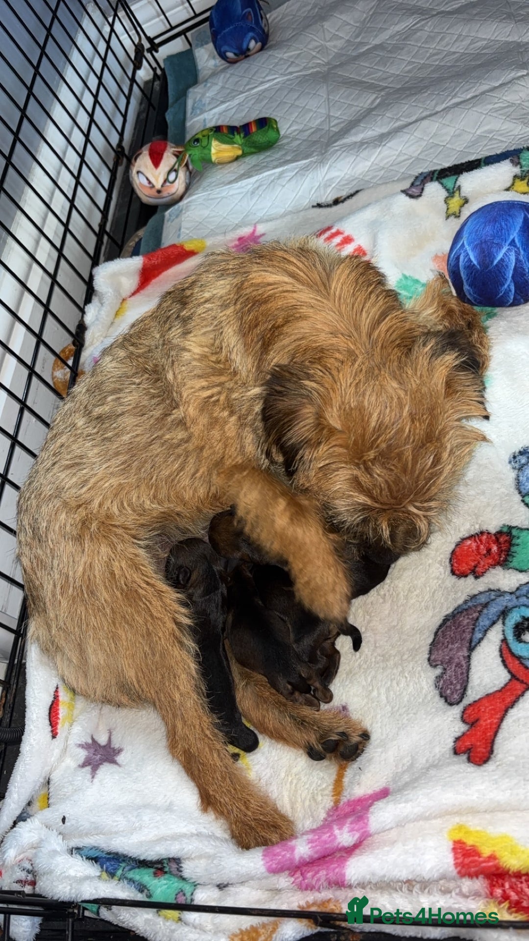 Border Terrier dogs for sale: Border terrier pups - Image 9