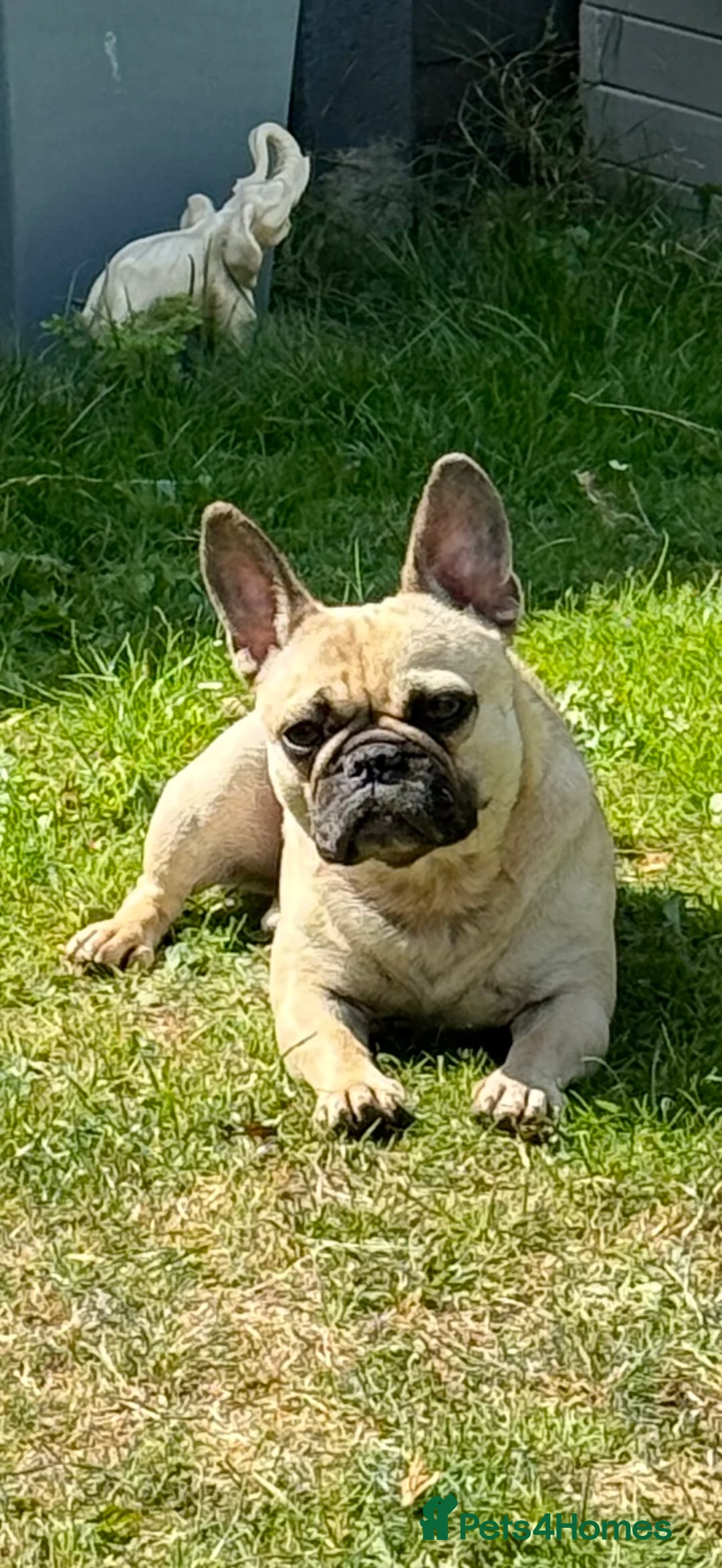 Frug dogs for sale: Frug  - Advert 2