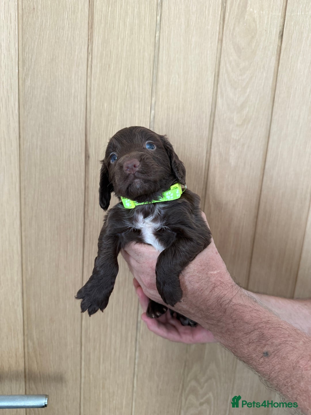 Cocker Spaniel dogs for sale: Cocker spaniel puppy’s  - Image 8