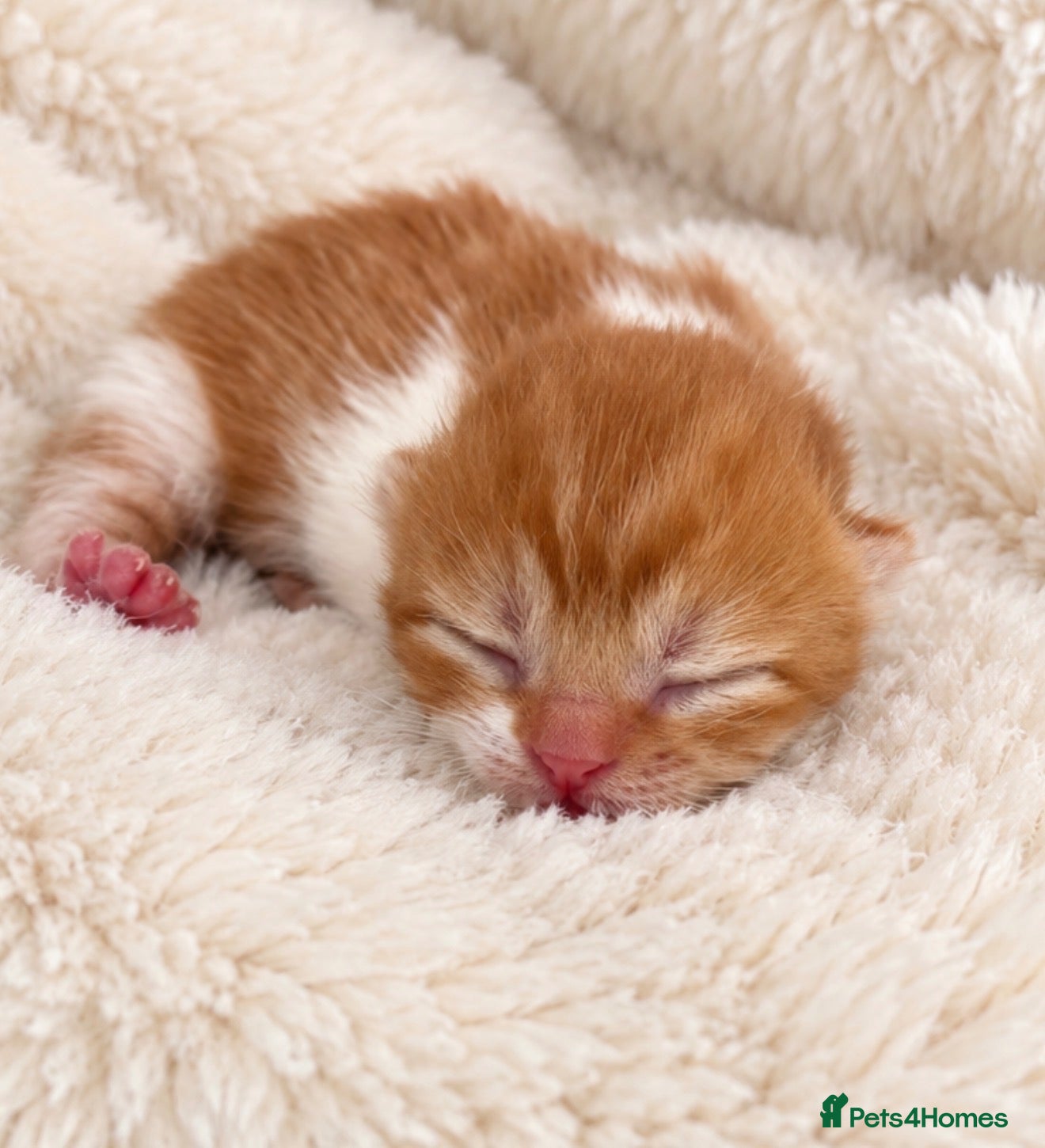 British Shorthair cats Exceptional quality British shorthair kittens  - Advert 2