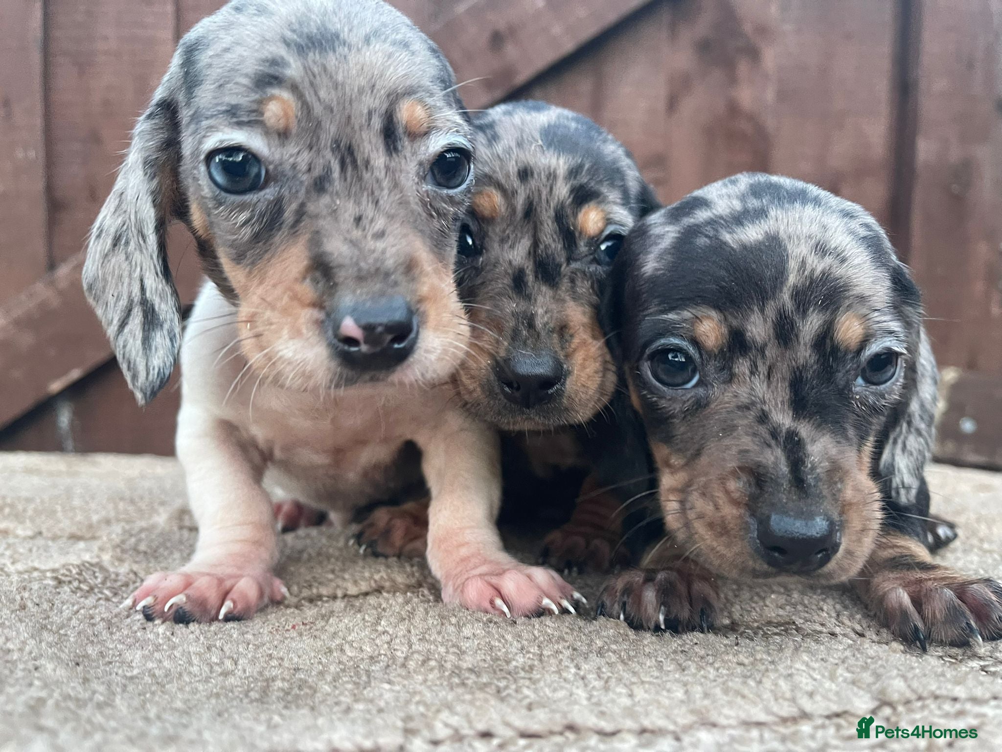 Dachshund dogs 3 beautiful dachshund puppies for new home!!!! - Advert 1