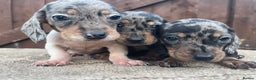 Dachshund dogs for sale: 3 beautiful dachshund puppies for new home!!!! - Advert 1