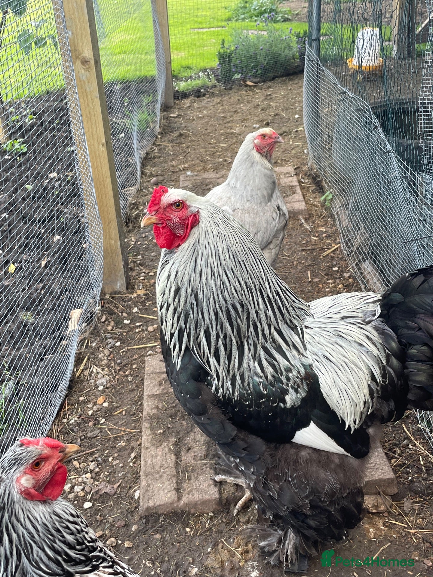 Chickens poultry Pure bred Dark Brahma cockerel  - Advert 13