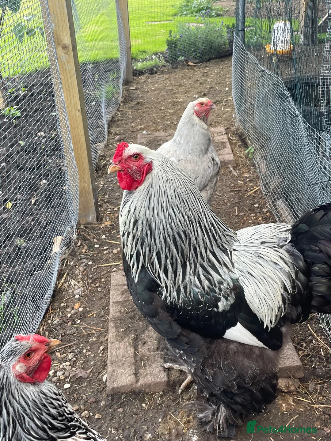 Chickens poultry for sale: Pure bred Dark Brahma cockerel  - Advert 1