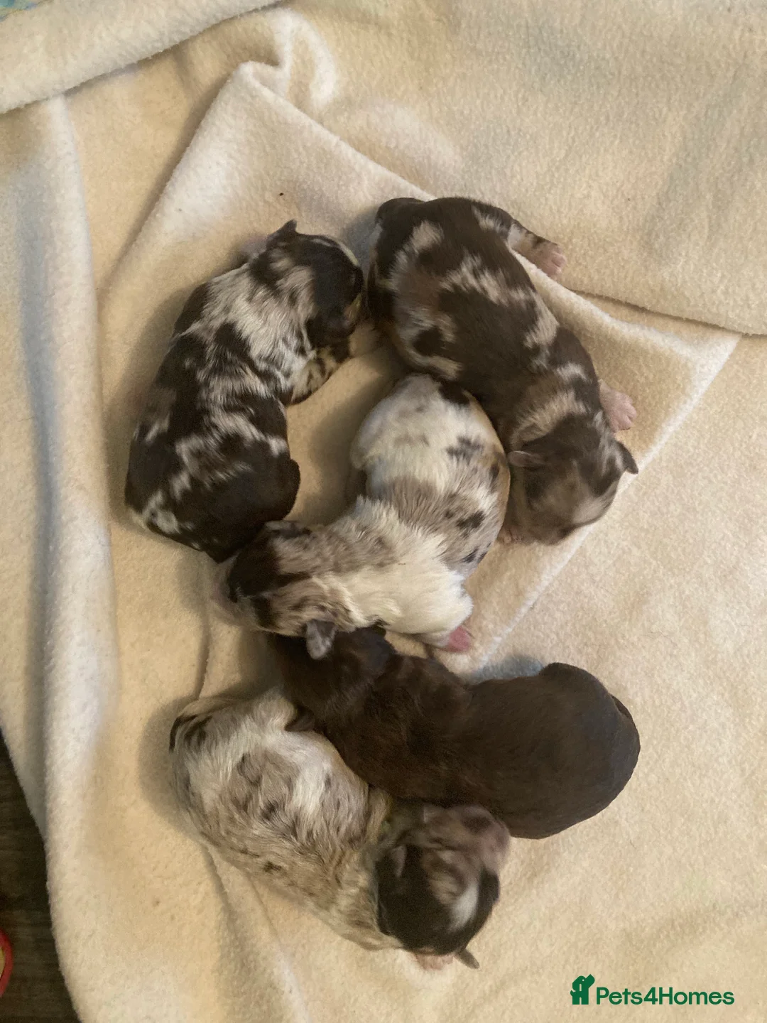 Miniature Schnauzer dogs for stud: KC CHOC/WHITE MIN SCHNAUZER BVA AND MAC CLEAR in Coventry - Advert 32