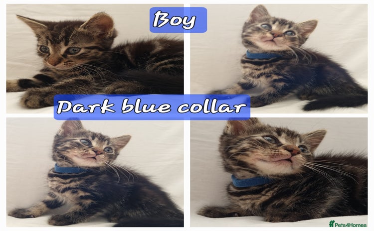 Mixed Breed cats - Advert 1