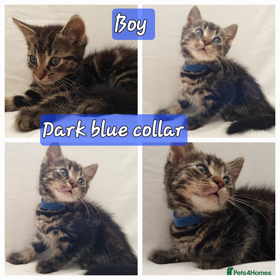 Mixed Breed cats for sale: 5 beautiful kittens for sale.Read the description. - Image 1