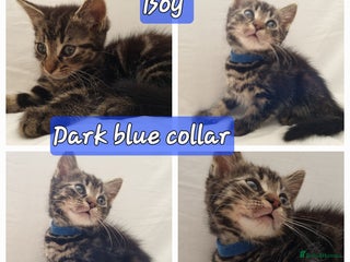 Mixed Breed cats - Advert 24