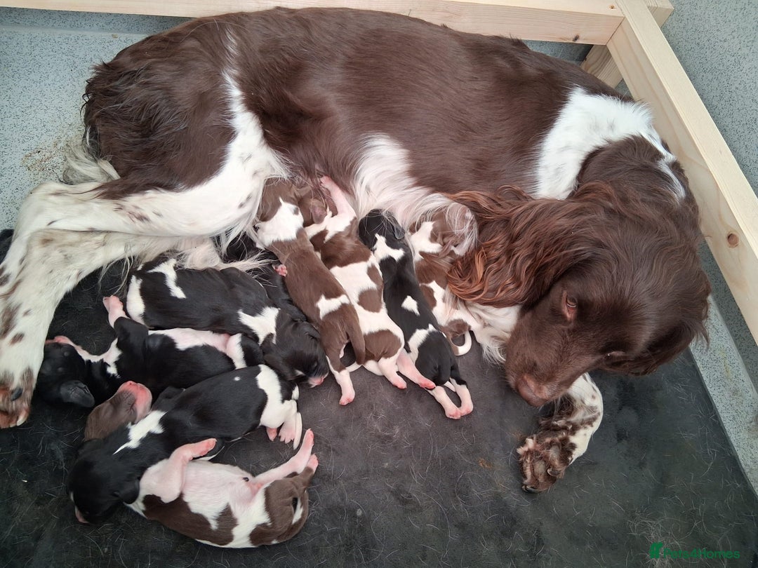 English Springer Spaniel dogs for sale: Health tested KC Registered Springer spaniels - Advert 8