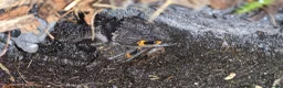 Skink reptiles for sale: Male and female pair of red eyed crocodile skinks - Advert 1
