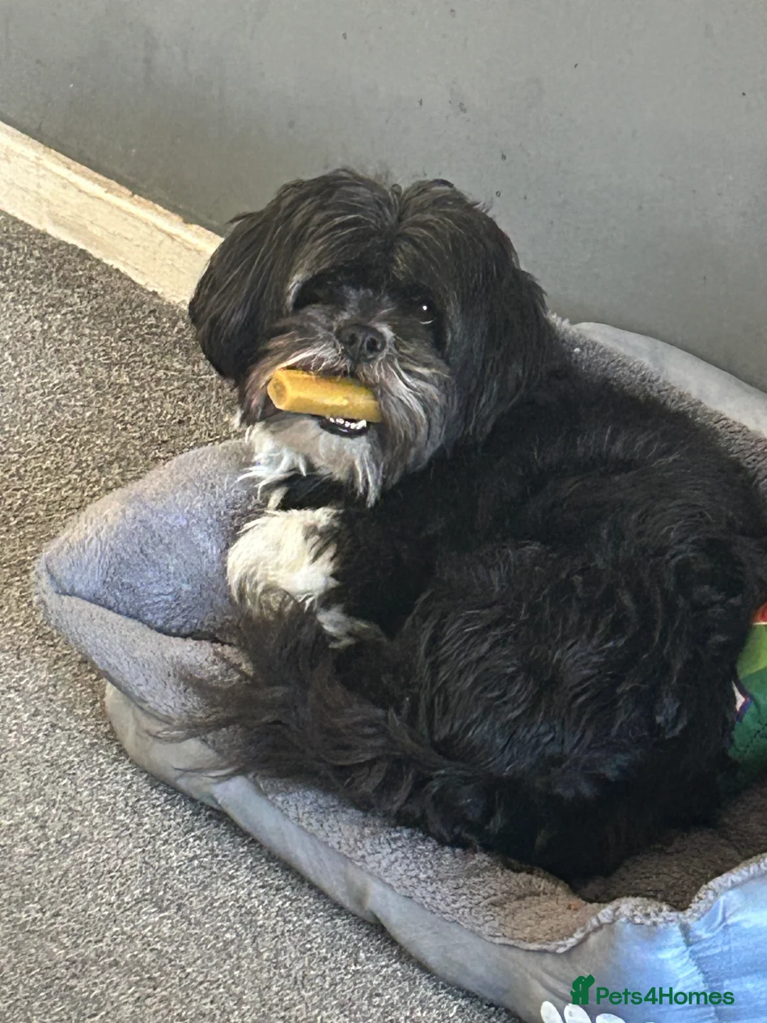 Lhasa Apso dogs for stud: Stud service - Advert 2