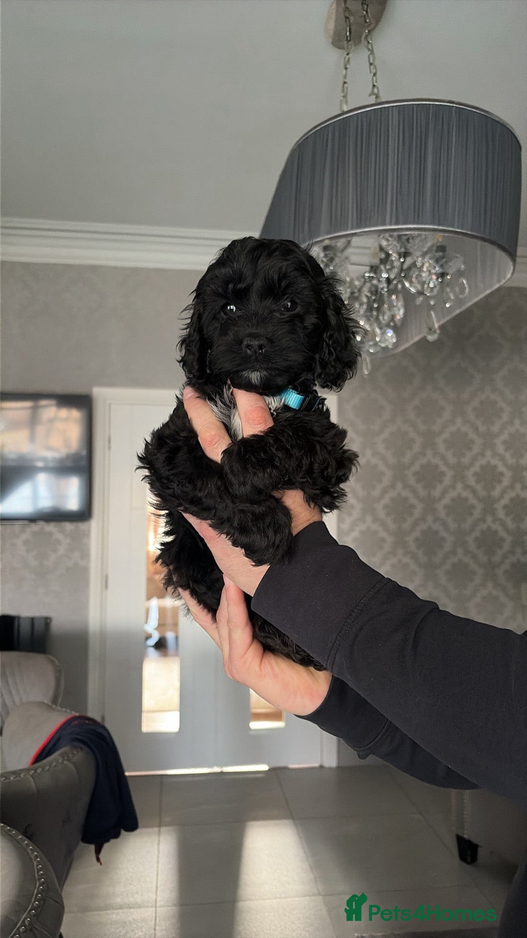 Cockapoo dogs for sale: Tiny Yankee Doodle puppies - Advert 2